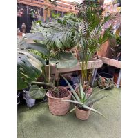Round Rattan Plant Pots