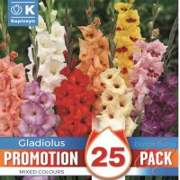 Gladioli Bulbs Mix (25 Pack)