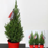 Potted Christmas Tree