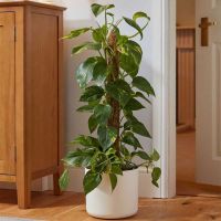 Coco Moss Pole (90cm)