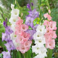 White, Blue & Pink Flower Bulbs (25 Pack)