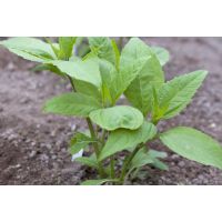 Jerusalem Artichoke