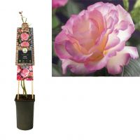 Pink Candy Rose