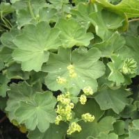 Alchemilla Plants