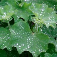 Alchemilla Plants
