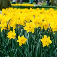 Daffodil Bulbs