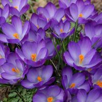 Crocus Bulbs