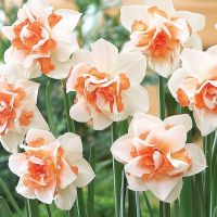 Daffodil Bulbs
