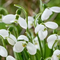 Snowdrop Bulbs