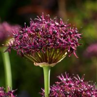 Allium Bulbs