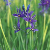 Camassia Bulbs