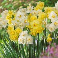 Daffodil Bulbs