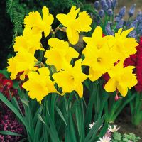 Daffodil Bulbs