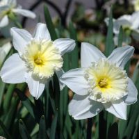 Daffodil Bulbs