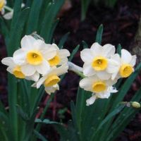 Daffodil Bulbs