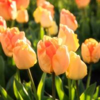 Tulip Bulbs