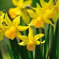 Daffodil Bulbs