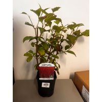cornus sibirica