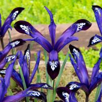 Iris Bulbs