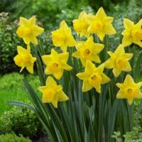 Daffodil Bulbs