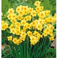 Daffodil Bulbs
