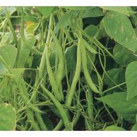 Climbing Cobra French Bean