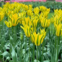 Tulip Bulbs