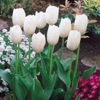 Tulip Bulbs