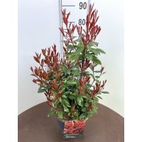 Photinia plant