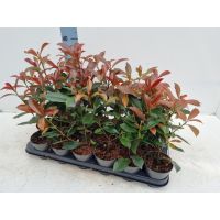 Photinia plants