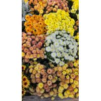 Chrysanthemum