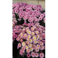 Chrysanthemum