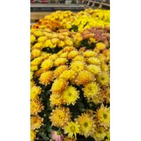 Chrysanthemum