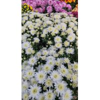 Chrysanthemum