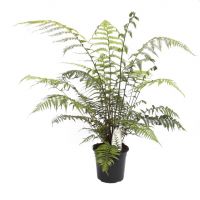 Tree Fern