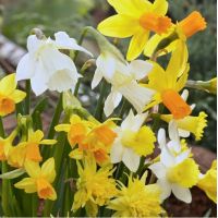 Dwarf Daffodil