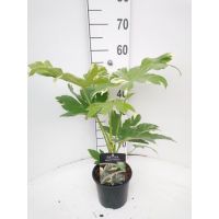 Fatsia Japonica