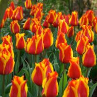 Tulip Bulbs