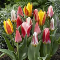 Tulip Bulbs
