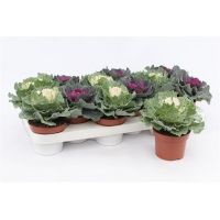 Brassica