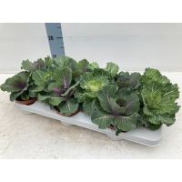 Ornamental brassica