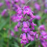 Penstemon Plants