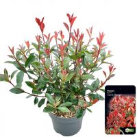 Photinia Plant