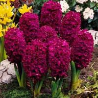 Hyacinth Bulbs