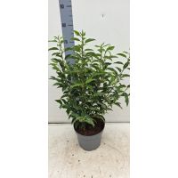 Portuguese Laurel