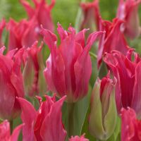 Tulip Bulbs