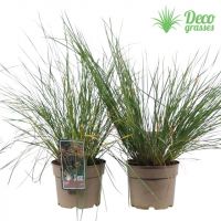Stipa Plants