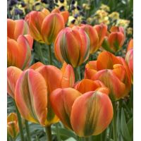 Tulip Bulbs