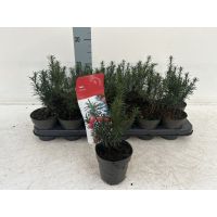 Taxus baccata