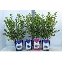 Blueberry plants